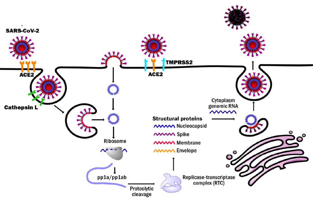 SARS-CoV-2 Viral Assays - AXXAM