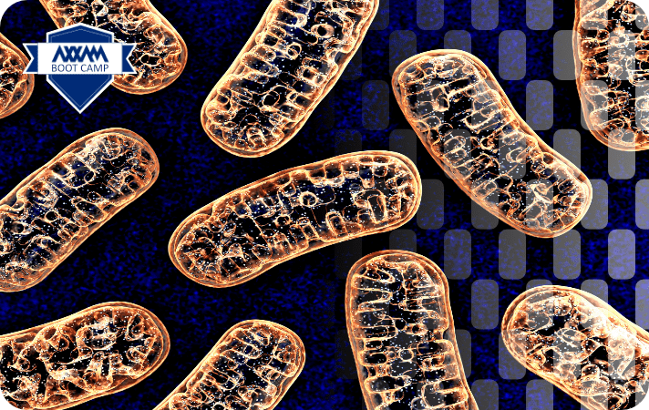 Understanding mitochondrial function