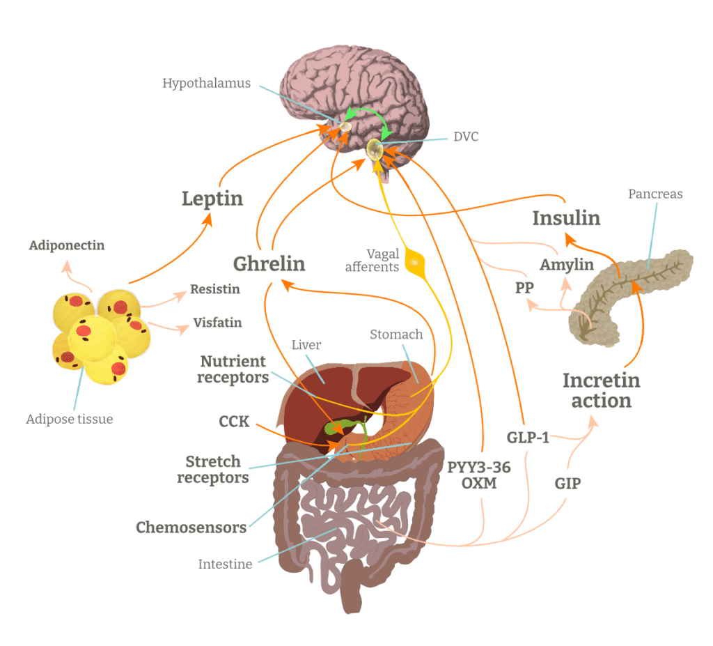 Hormonal regulation of metabolism