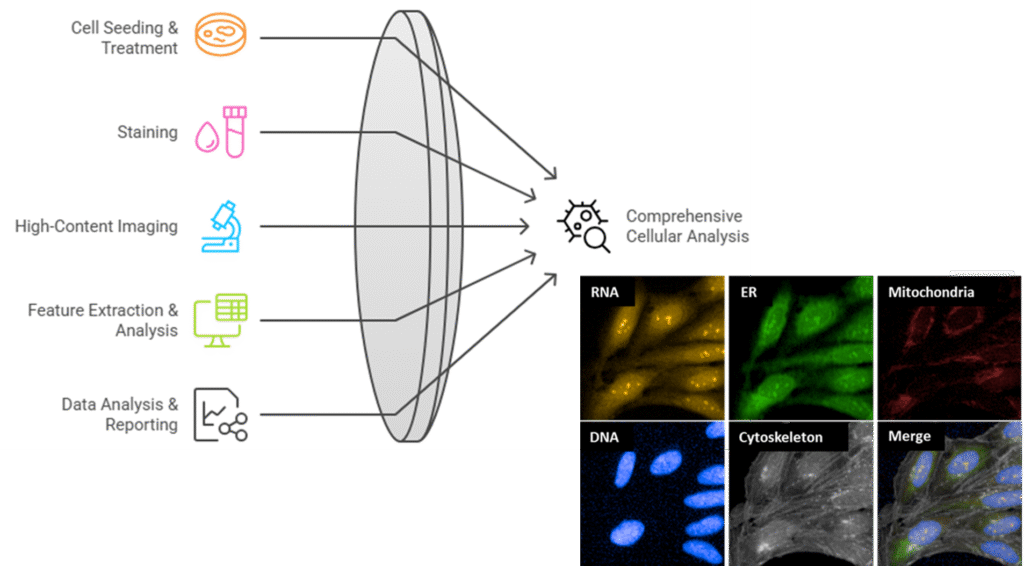 Cell painting workflow