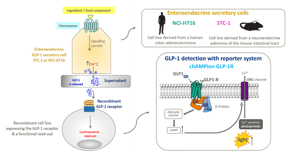 GLP1 secretion assay