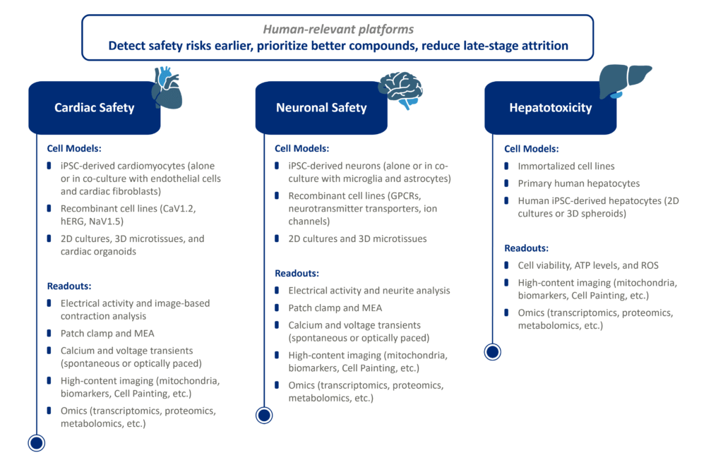 In vitro safety profiling and toxicology studies