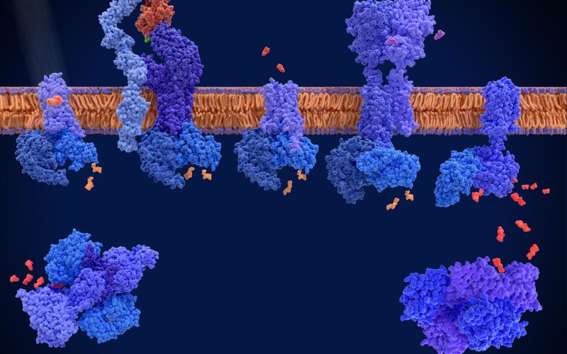 G-protein-coupled receptors (GPCRs) have central roles in intercellular communication. From left to right, Rhodopsin activated by light, T-cell receptor activated by MHC and antigen (green), dopamine receptor activated by dopamine (red), GABA B receptor activated by the agonist baclofen. G alpha proteins (light blue) activate the phosphodiesterase 6 (left), which degrades cGMP, and  adenylyl cyclase (right), which produces cAMP.  cAMP activates the protein kinase C. Source: PDB entries 6oy9, 7aue, 1jl4,  1fyt,  7eb2, 6r3q, 3tnp, 7jsn